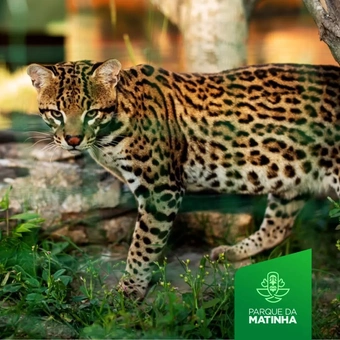FERIADO DIA DAS CRIANÇAS! Zoológico da matinha + Parque da Lagoa