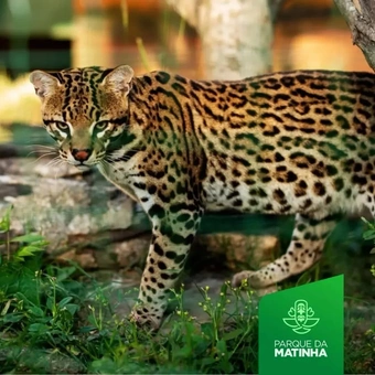 Zoológico da Matinha + Parque da Lagoa